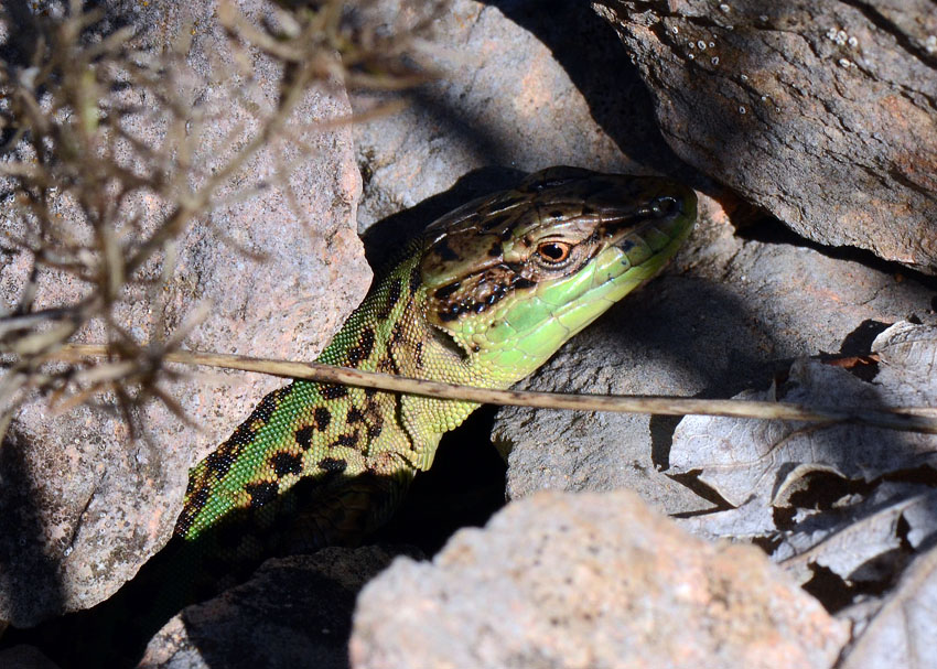 Una lucertola  ( Podarcis siculus)